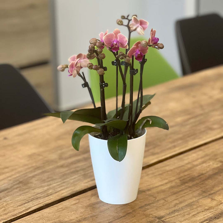 Rötliche Orchidee | Bezaubernde Orchideen-Sorte
