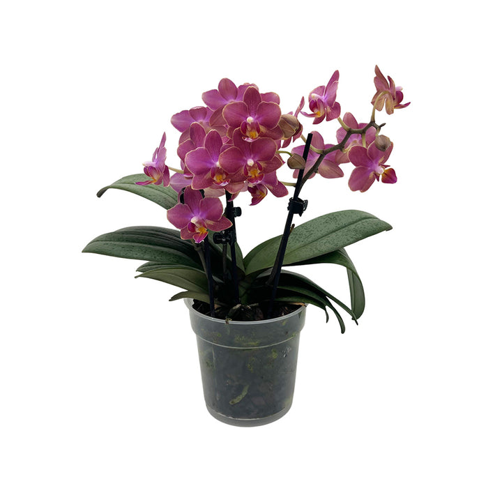 Duftende Phalaenopsis | Rötliche Orchideen-Blüte