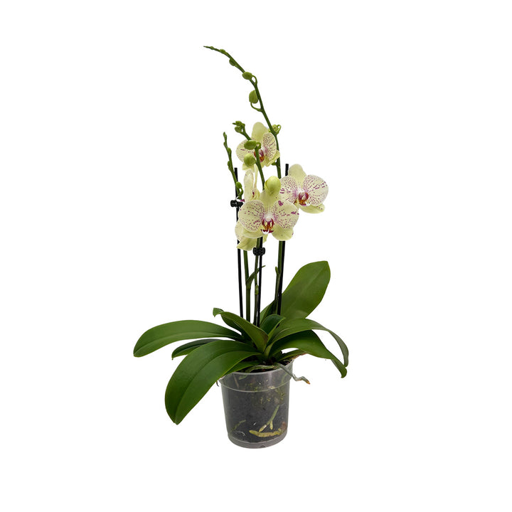 Sandman gelb gescheckte Blüte | Besondere Orchideen-Sorte
