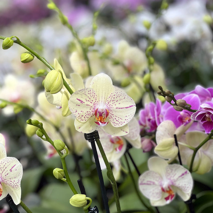 Sandman gelb gescheckte Blüte | Besondere Orchideen-Sorte