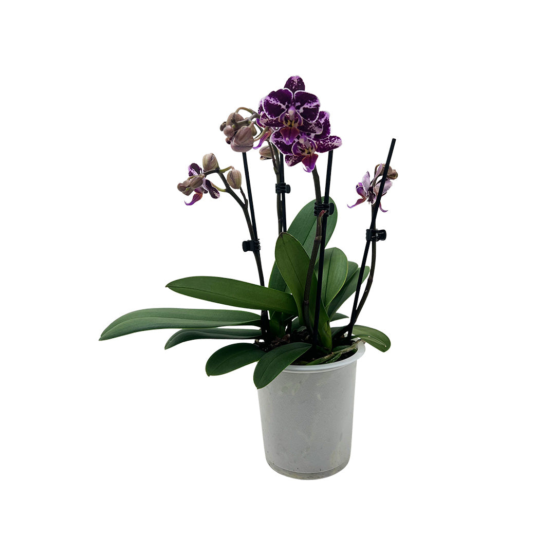 Selina Violett gepunktete Orchidee | Optional mit Übertopf