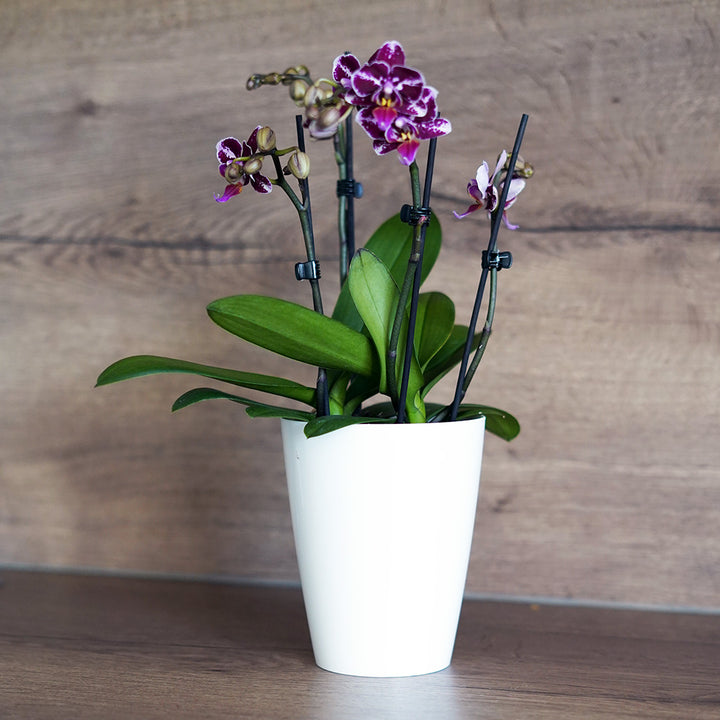 Selina Violett gepunktete Orchidee | Optional mit Übertopf