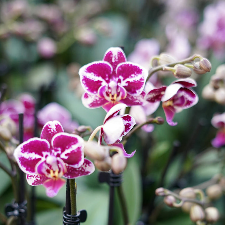 Selina Violett gepunktete Orchidee | Optional mit Übertopf