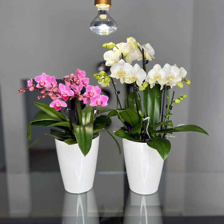 2er Orchideen Überraschung + Übertöpfe