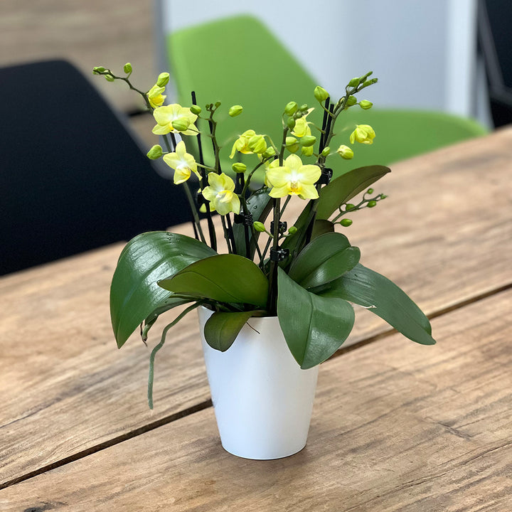 Sunny Shore gelbe Orchidee | Optional mit Übertopf