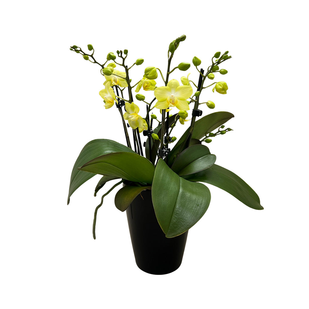 Sunny Shore gelbe Orchidee | Optional mit Übertopf