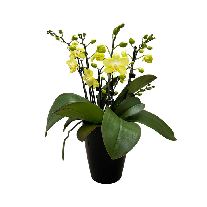 Sunny Shore gelbe Orchidee | Optional mit Übertopf