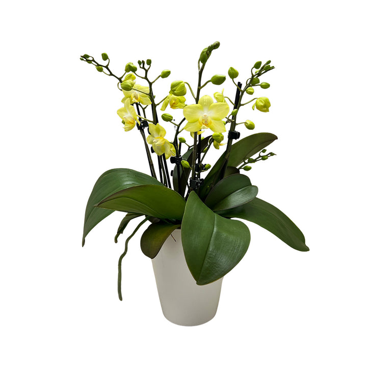 Sunny Shore gelbe Orchidee | Optional mit Übertopf