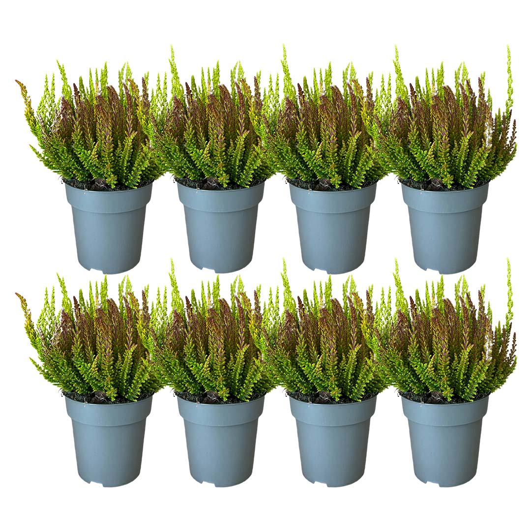 Garden Girls® | Sunset Fire® Heide 8er Paket