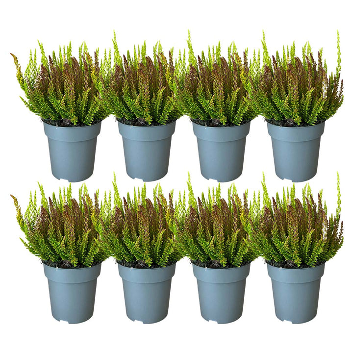 Garden Girls® | Sunset Fire® Heide 8er Paket