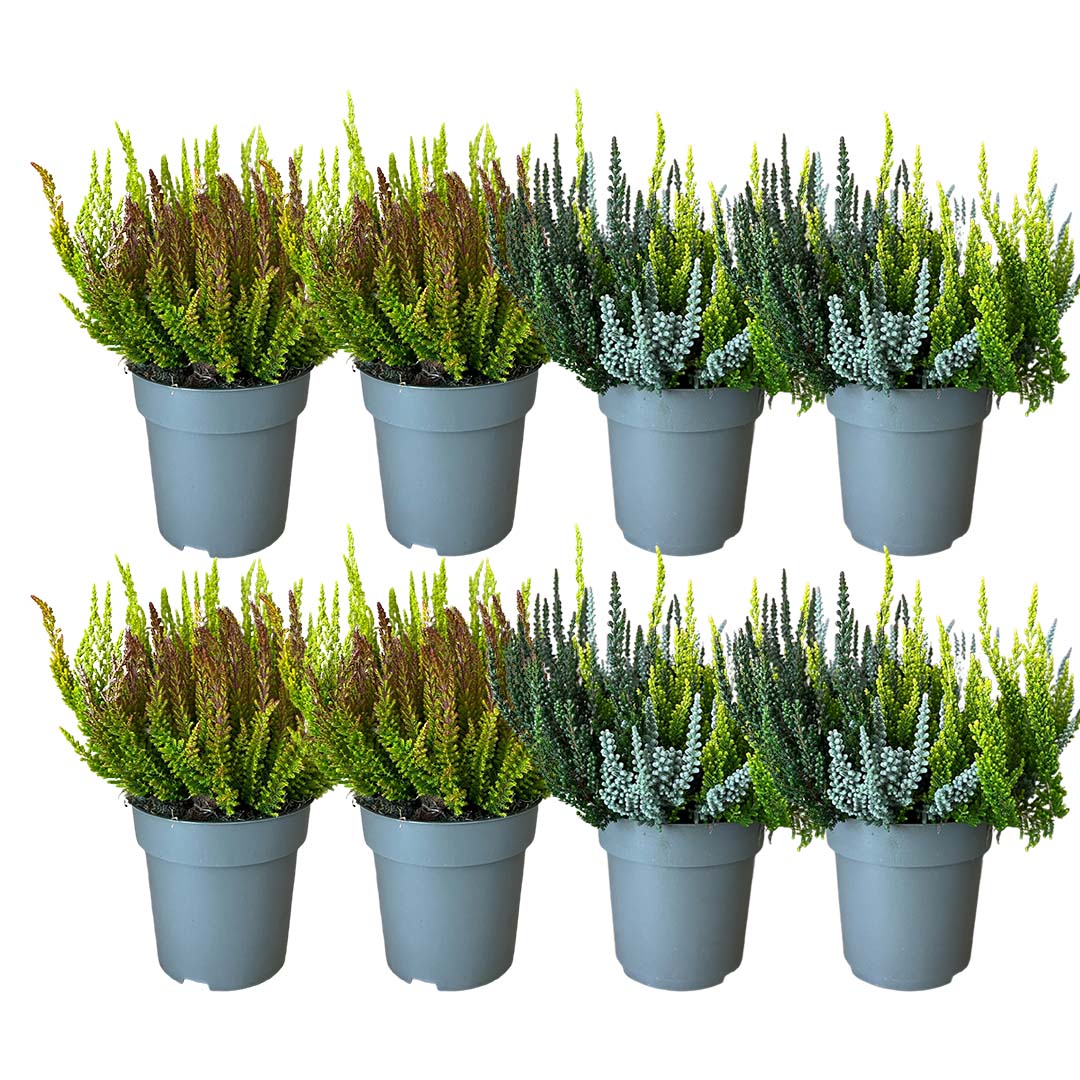 Garden Girls® | Sunset Fire® Heide 8er Paket