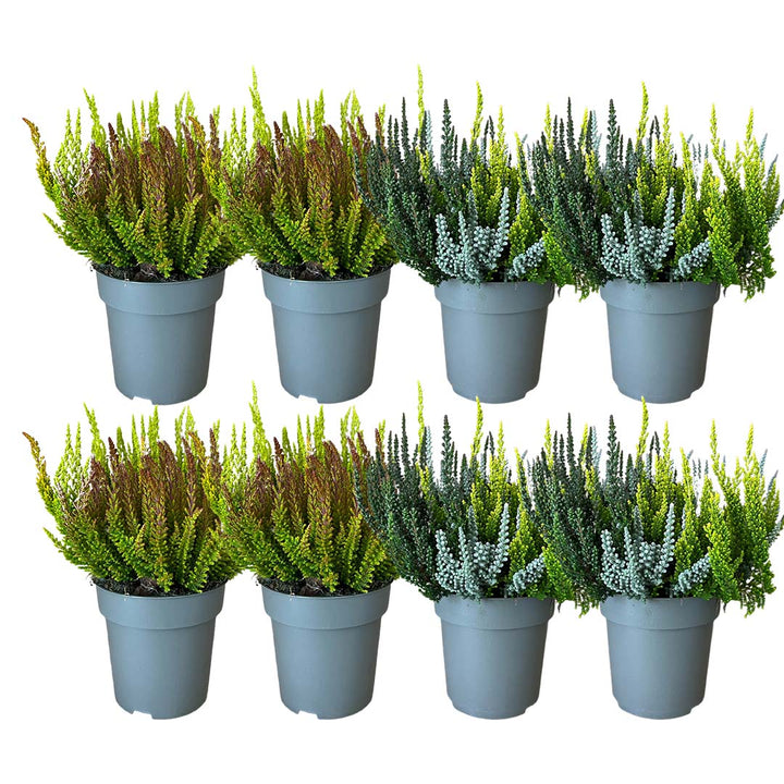 Garden Girls® | Sunset Fire® Heide 8er Paket