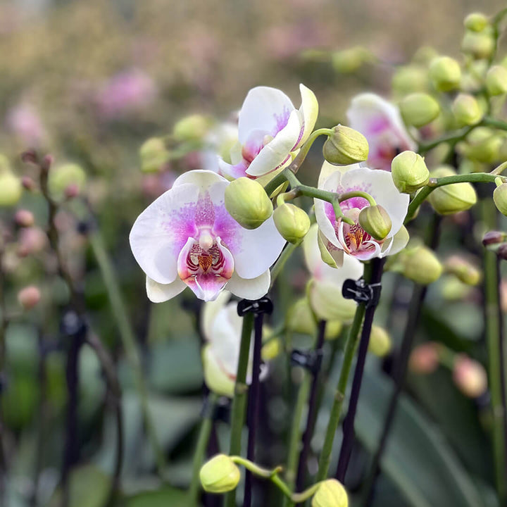 Violette Orchideen-Testsorte | Optional mit Übertopf