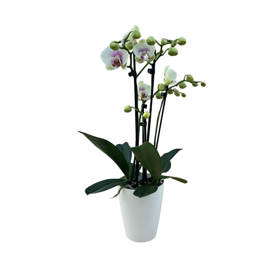 Violette Orchideen-Testsorte | Optional mit Übertopf
