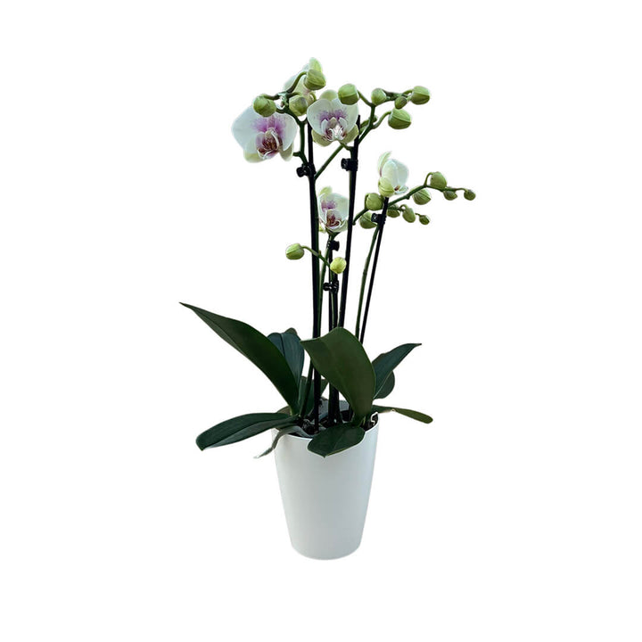 Violette Orchideen-Testsorte | Optional mit Übertopf