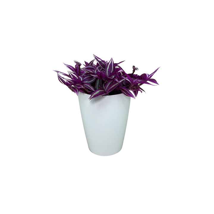 Tradescantia Pink Paradise | Optional mit Übertopf