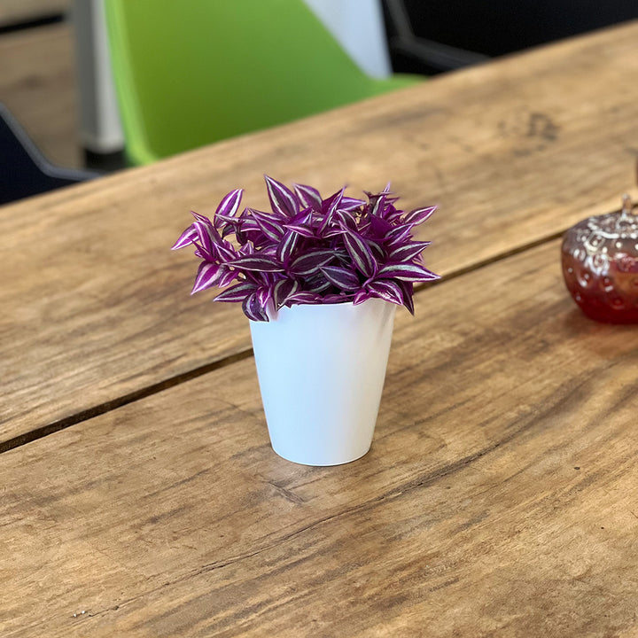 Tradescantia Pink Paradise | Optional mit Übertopf