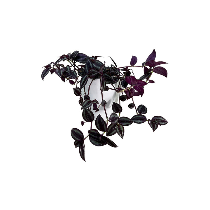 Tradescantia Zebrina | Optional mit Übertopf