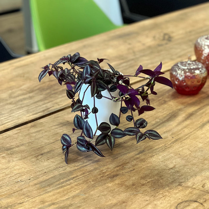 Tradescantia Zebrina | Optional mit Übertopf