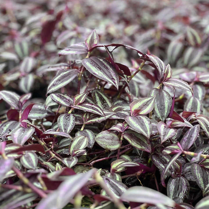 Tradescantia Zebrina | Optional mit Übertopf