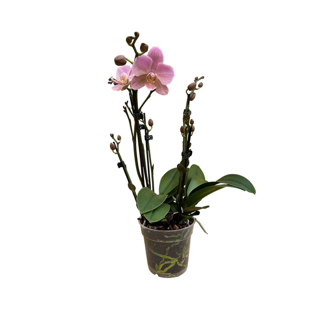 Treviso violette Orchidee | Optional mit Übertopf