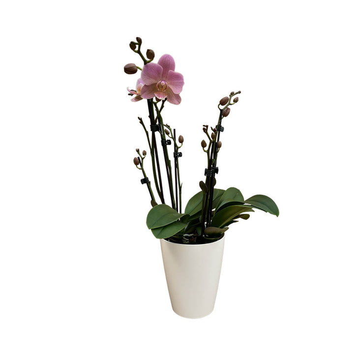 Treviso violette Orchidee | Optional mit Übertopf