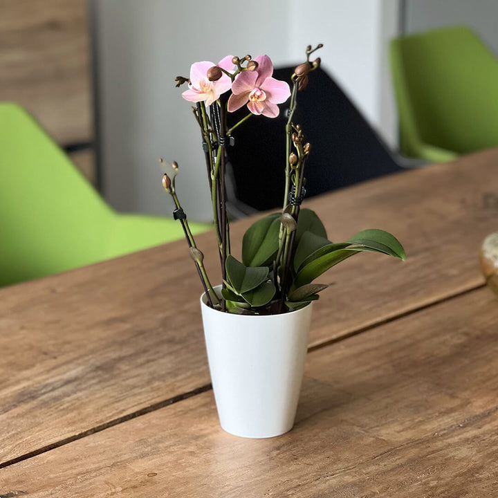 Treviso violette Orchidee | Optional mit Übertopf