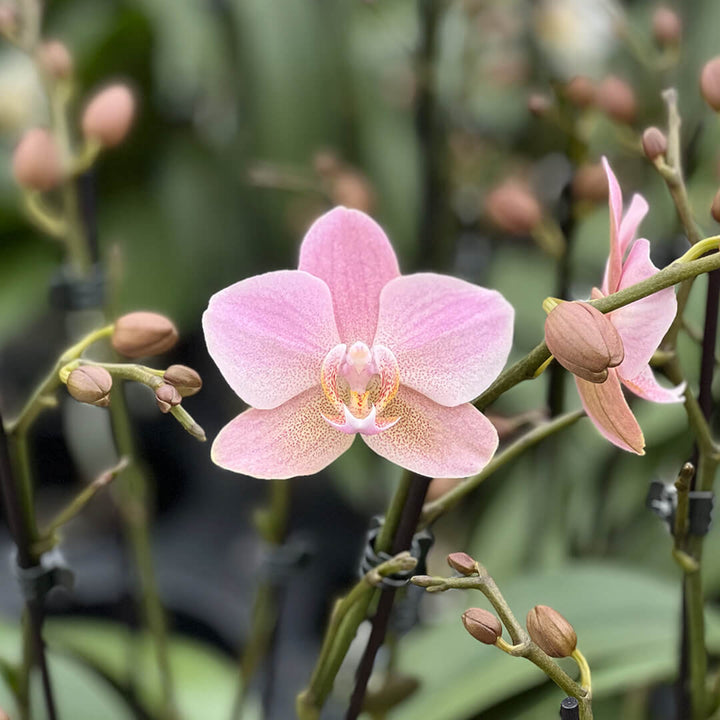 Treviso violette Orchidee | Optional mit Übertopf