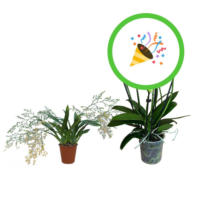 Oncidium + Orchideen-Überraschung im 2er Paket