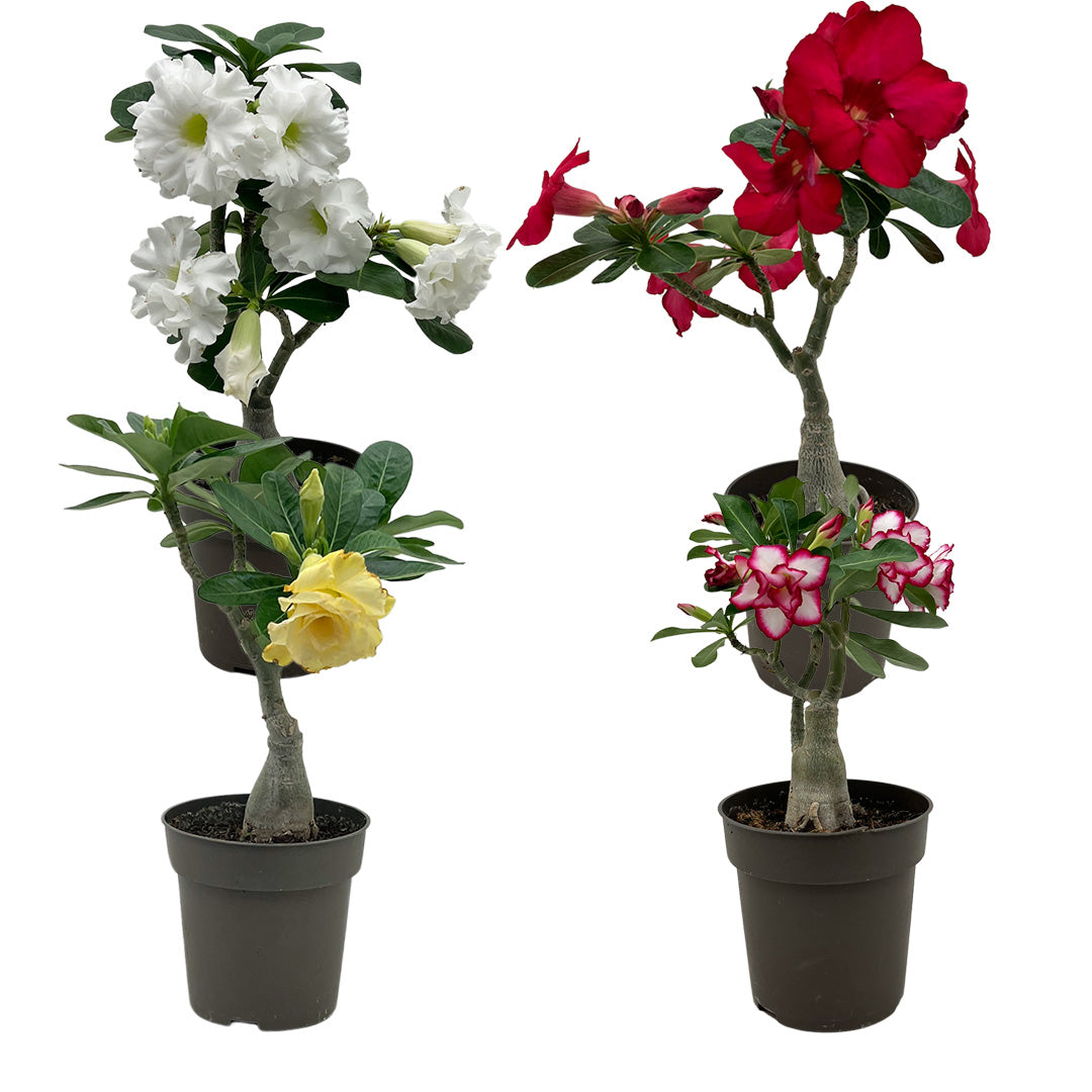 2er Wüstenrosen Überraschung