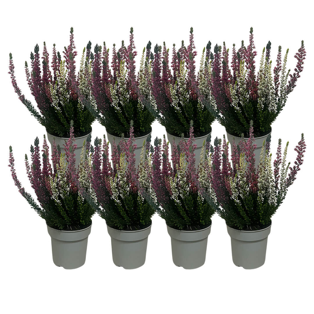 Garden Girls® | Vanilla Plum Heide 8er Paket