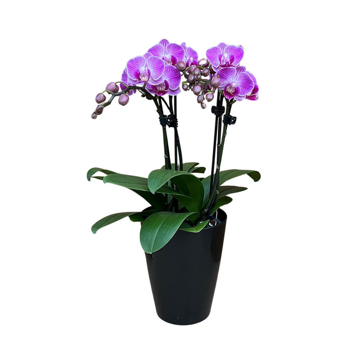 Vienna violette Tisch-Orchidee | Optional mit Übertopf