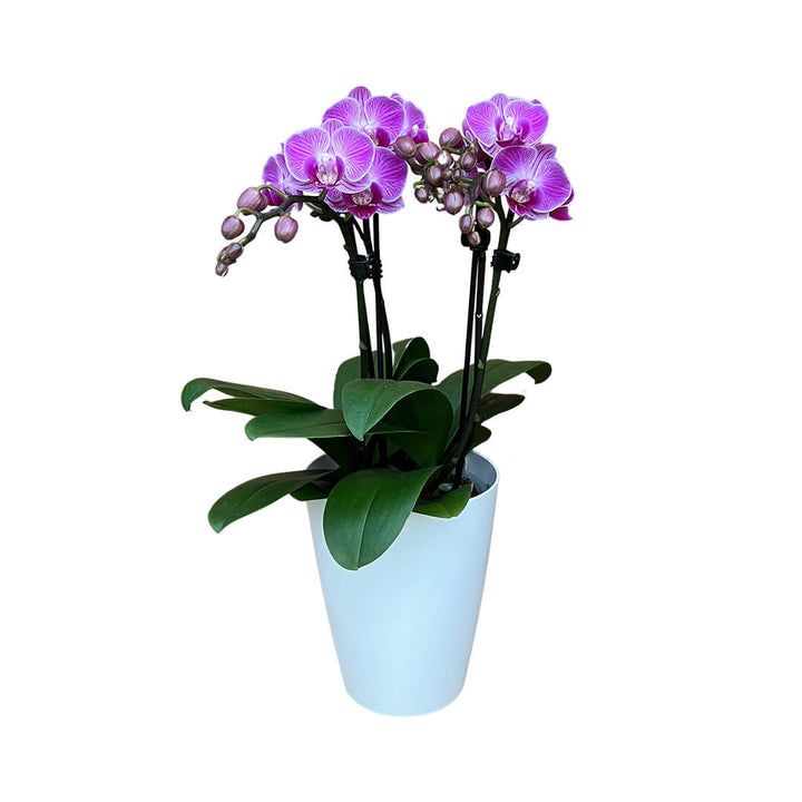Vienna violette Tisch-Orchidee | Optional mit Übertopf