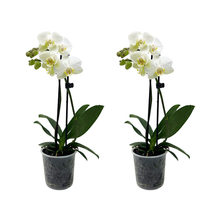 2 - 3 rispiges Orchideen 2er Paket | 9cm Topf