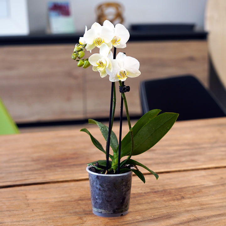 2 - 3 rispiges Orchideen 2er Paket | 9cm Topf