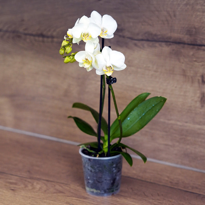 2 - 3 rispiges Orchideen 2er Paket | 9cm Topf