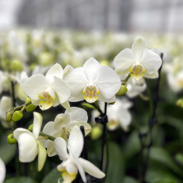 2 - 3 rispiges Orchideen 2er Paket | 9cm Topf