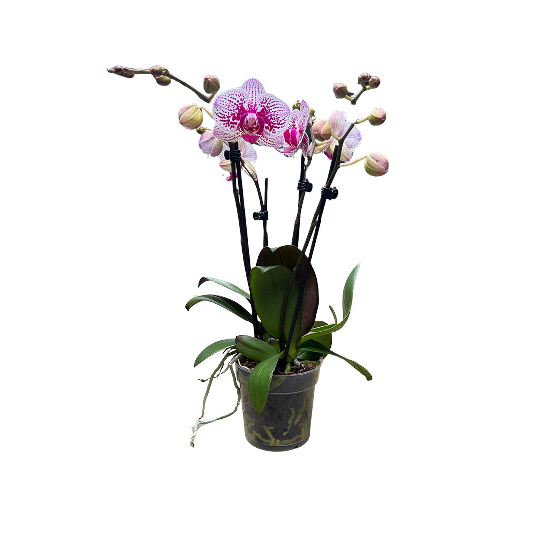 Weiß & Violett gepunktete Orchidee | Optional mit Übertopf