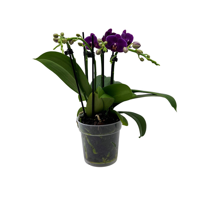 Wiggle Giggle dunkelviolette Orchidee | Optional mit Übertopf