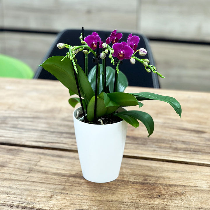 Wiggle Giggle dunkelviolette Orchidee | Optional mit Übertopf