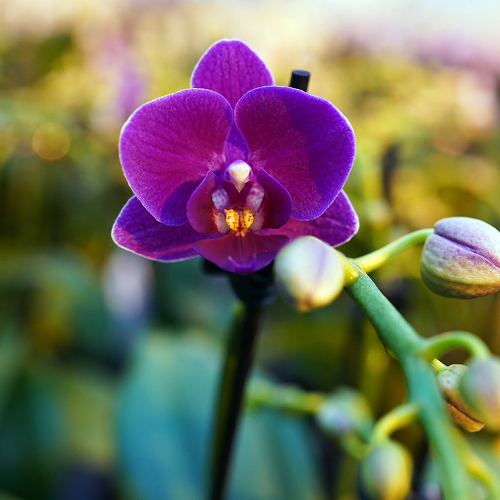 Wiggle Giggle dunkelviolette Orchidee | Optional mit Übertopf