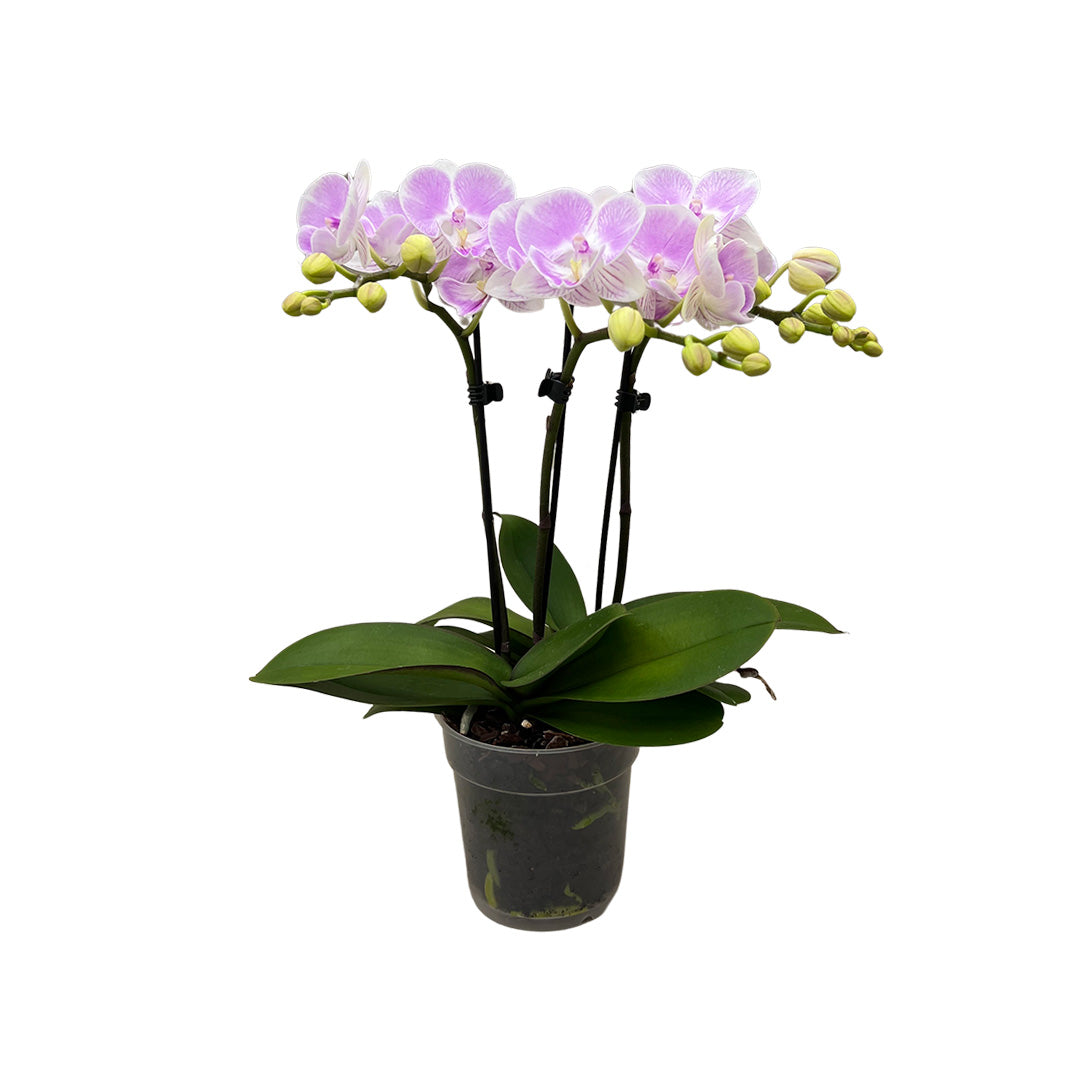 Xanadu Orchidee | Bezaubernde Orchideen-Sorte