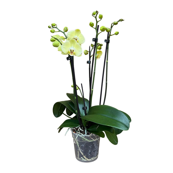 Yelyx gelbes Orchidee | Optional mit Übertopf