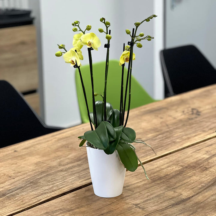 Yelyx gelbes Orchidee | Optional mit Übertopf