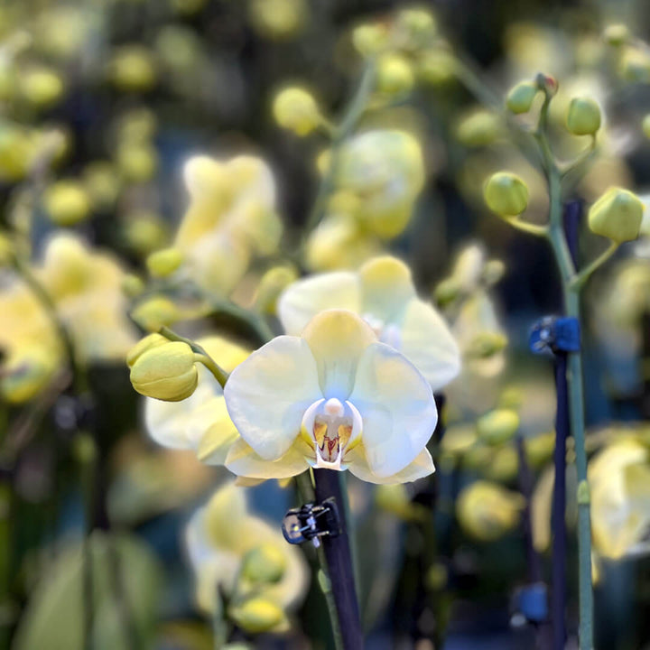 Yelyx gelbes Orchidee | Optional mit Übertopf