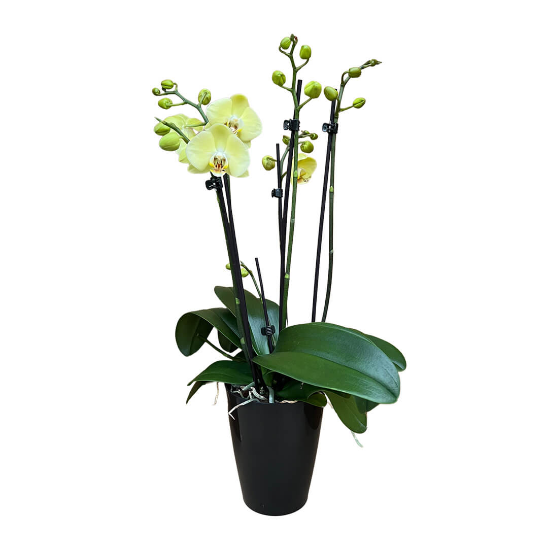 Yelyx gelbes Orchidee | Optional mit Übertopf