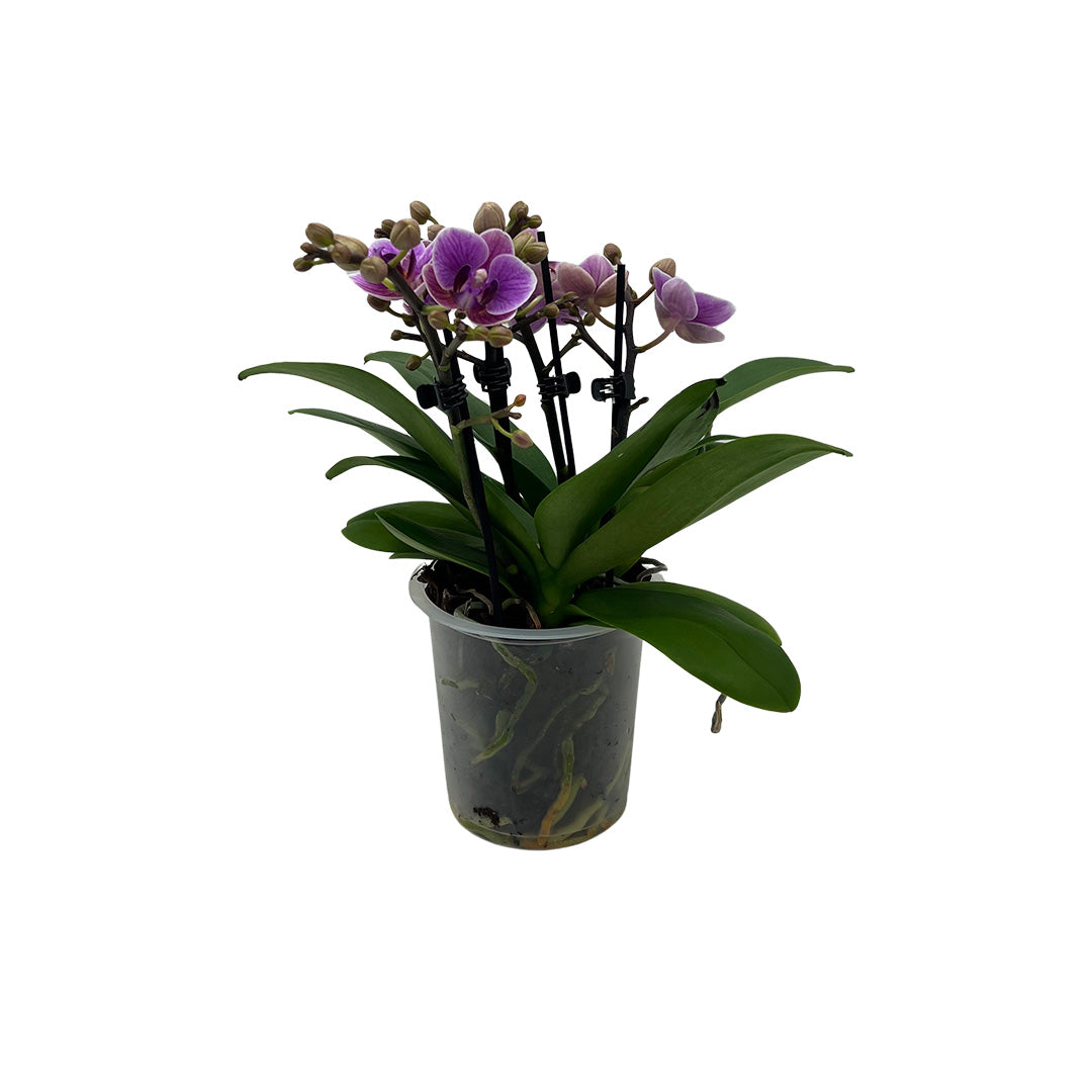 Zaida violette Tisch-Orchidee | Optional mit Übertopf