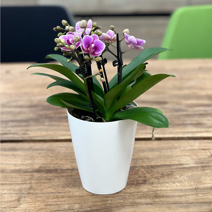 Zaida violette Tisch-Orchidee | Optional mit Übertopf