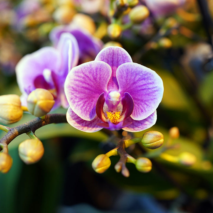 Zaida violette Tisch-Orchidee | Optional mit Übertopf