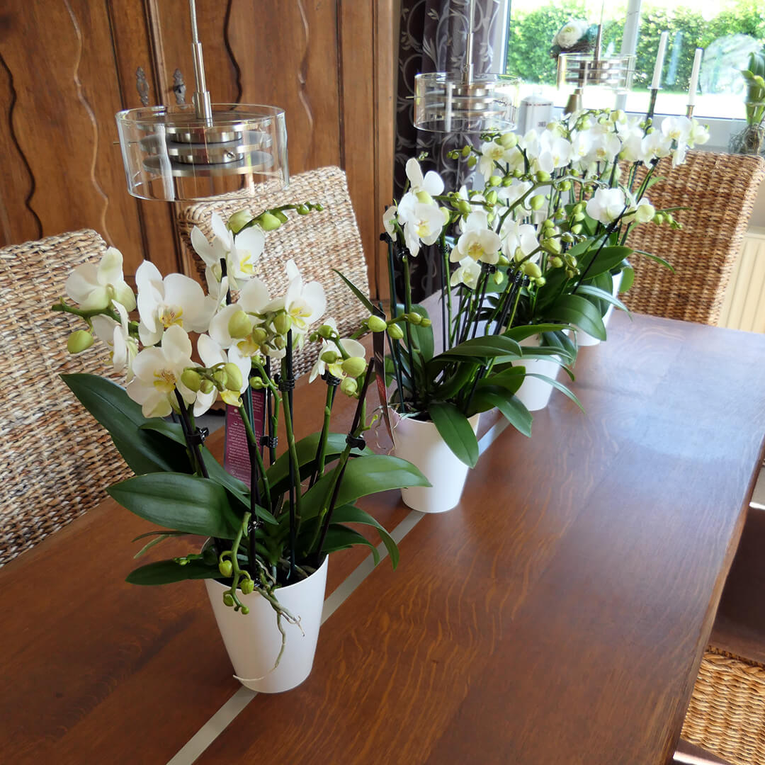 6 - 7 rispiges Orchideen 4er Paket + Übertöpfe